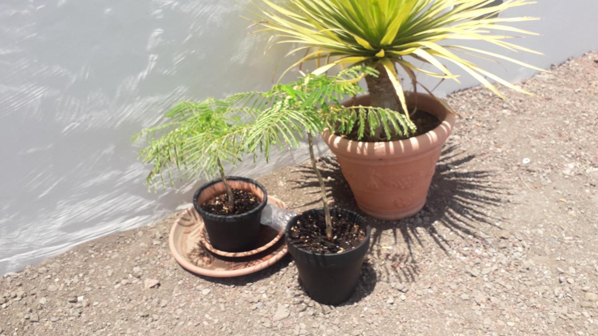 Nueva Casa Rural Piscina Privada سانتا كروز دي تينيريف المظهر الخارجي الصورة